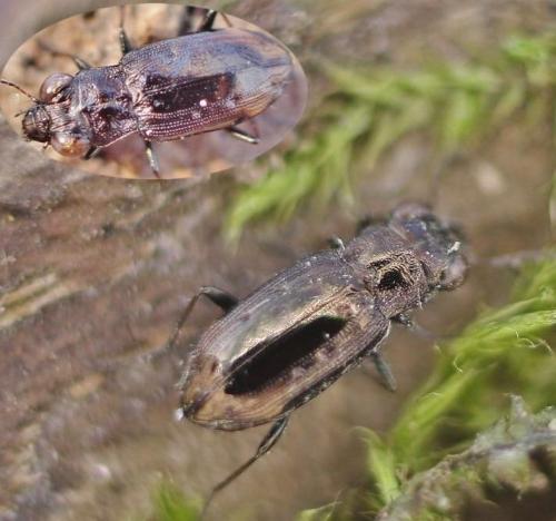Réf. 336 996 : Notiophilus quadripunctatus